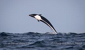 Breaching Northern Right Whale Dolphin, photo by Daniel Bianchetta