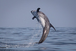 Breaching Risso's Dolphin, photo by Daniel Bianchetta