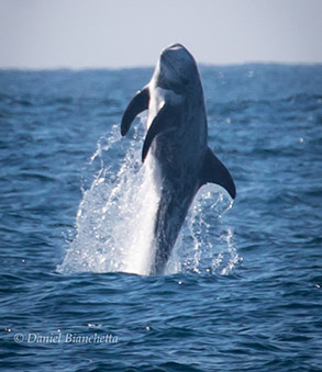 Breaching Risso's Dolphin, photo by Daniel Bianchetta