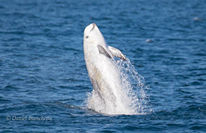 Breaching Risso's Dolphin, photo by Daniel Bianchetta