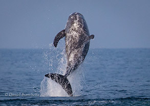 Breaching Risso's Dolphin, photo by Daniel Bianchetta