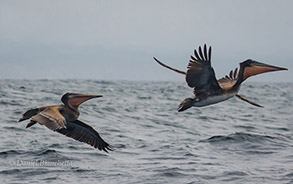 Brown Pelicans, photo by Daniel Bianchetta