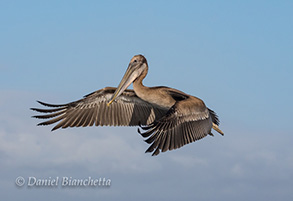 California Brown Pelican, photo by Daniel Bianchetta