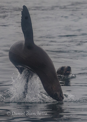 California Sea Lions, photo by Daniel Bianchetta