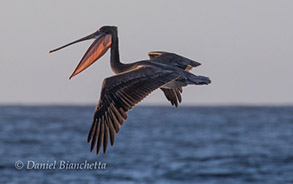 California Brown Pelican, photo by Daniel Bianchetta