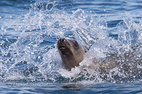 California Sea Lion, photo by Daniel Bianchetta