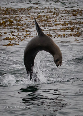 California Sea Lion, photo by Daniel Bianchetta