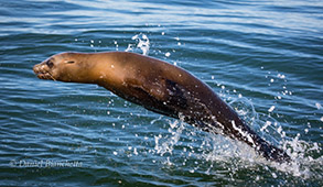 California Sea Lion, photo by Daniel Bianchetta