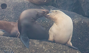 California Sea Lions, photo by Daniel Bianchetta