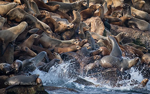 California Sea Lions, photo by Daniel Bianchetta