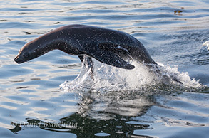 California Sea Lion, photo by Daniel Bianchetta