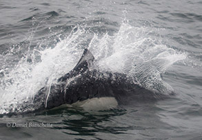 Dall's Porpoise, photo by Daniel Bianchetta