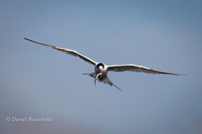 Elegant Tern with an anchovy, photo by Daniel Bianchetta