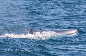 Fin Whale, photo by Daniel Bianchetta