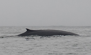 Fin Whale, photo by Daniel Bianchetta