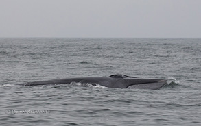 Fin Whale, photo by Daniel Bianchetta