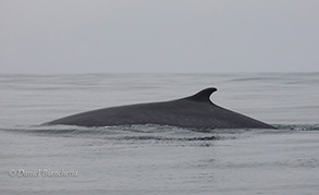 Fin Whale, photo by Daniel Bianchetta