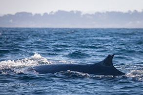 Fin Whale, photo by Daniel Bianchetta