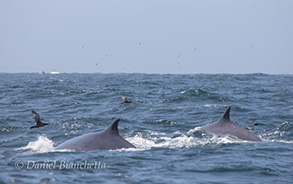 Fin Whales, photo by Daniel Bianchetta