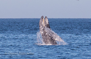 Gray Whale Breaching, photo by Daniel Bianchetta