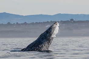 Gray Whale, photo by Daniel Bianchetta