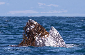 Risso's Dolphin tail slap, photo by Daniel Bianchetta