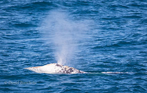 Gray Whale with heart-shaped blow, photo by Daniel Bianchetta