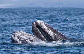 Gray Whales, photo by Daniel Bianchetta