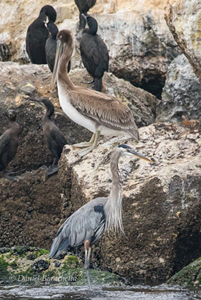 Great Blue Heron, Brown Pelican and Brandt's Cormorants, photo by Daniel Bianchetta