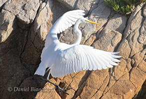 Great Egret, photo by Daniel Bianchetta