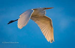 Great Egret, photo by Daniel Bianchetta