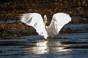 Great Egret with fish, photo by Daniel Bianchetta