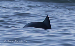 Harbor Porpoise, photo by Daniel Bianchetta