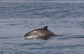 Harbor Porpoise, photo by Daniel Bianchetta