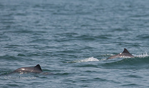 Harbor Porpoise, photo by Daniel Bianchetta