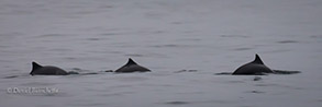 Harbor Porpoise, photo by Daniel Bianchetta