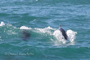 surfing Harbor Porpoise, photo by Daniel Bianchetta