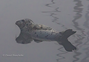 Harbor Seal, photo by Daniel Bianchetta