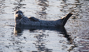 Harbor Seal, photo by Daniel Bianchetta