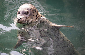 Harbor Seal, photo by Daniel Bianchetta