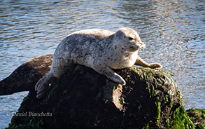 Harbor Seal, photo by Daniel Bianchetta