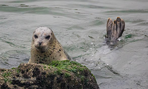 Harbor Seal, photo by Daniel Bianchetta