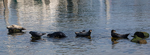 Harbor Seals, photo by Daniel Bianchetta