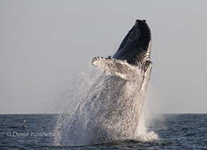 Humpback Whale breach sequence, photo by Daniel Bianchetta