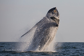 Humpback Whale breach sequence, photo by Daniel Bianchetta