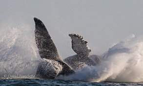 Humpback Whale breach sequence, photo by Daniel Bianchetta