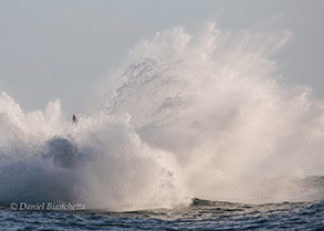 Humpback Whale breach sequence, photo by Daniel Bianchetta