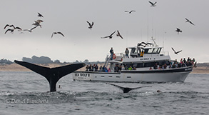 Humpbacks by the Sea Wolf II, photo by Daniel Bianchetta