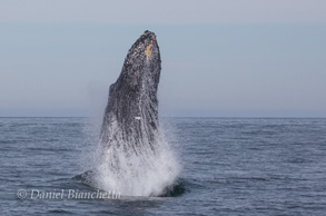 Humpback Whale Breaching, photo by Daniel Bianchetta