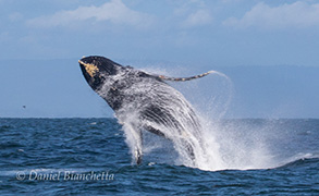 Humpback Whale breaching, photo by Daniel Bianchetta